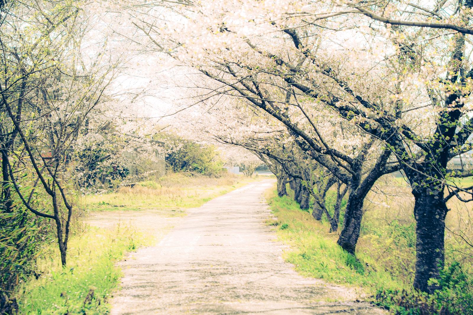 White torii gate and approach path at Hiyoshi Taisha Shrine in Otsu City, Shiga Prefecture, surrounded by fresh greenery