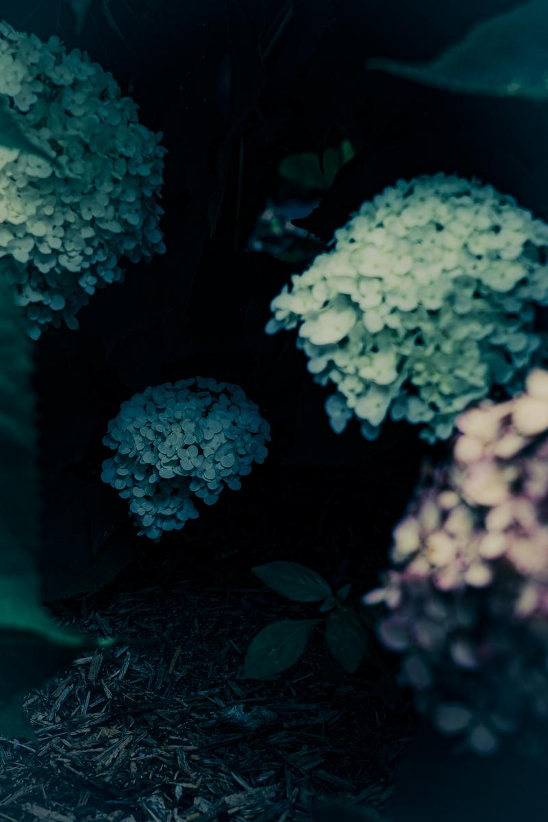 青紫色のあじさいの花が青緑のぼかし背景に浮かぶ
