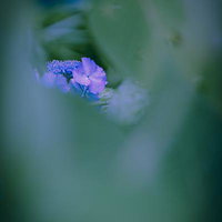 雨粒のついたアジサイの花の写真