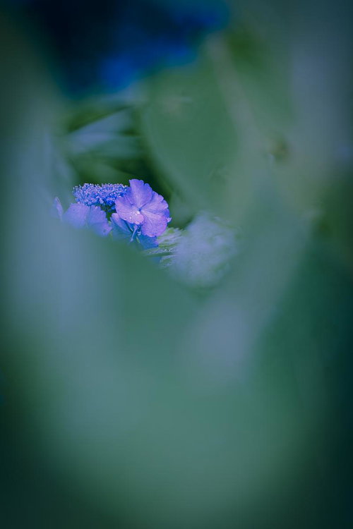 逆光で撮影された菜の花の茎と花