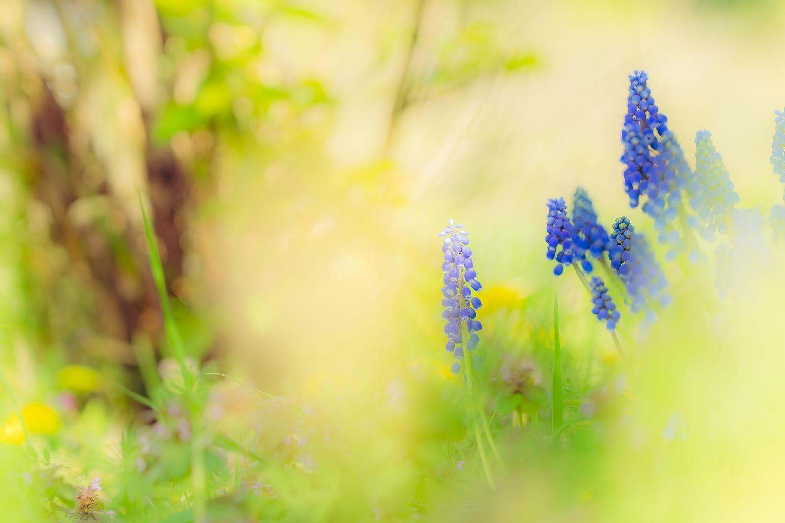 新緑に包まれた春日大社の参道と朱色の鳥居が見える道路
