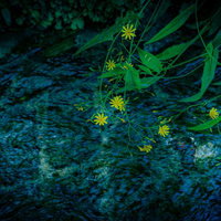 清流に垂れる黄色い野草の花の写真