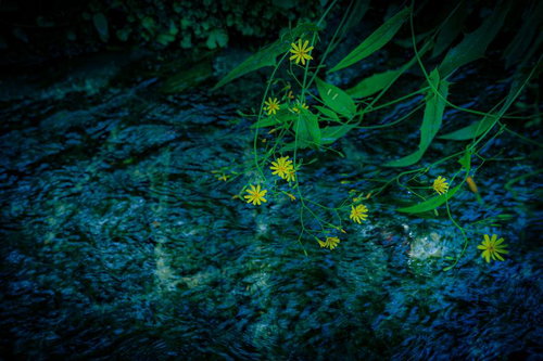 清流に垂れる黄色い野草の花