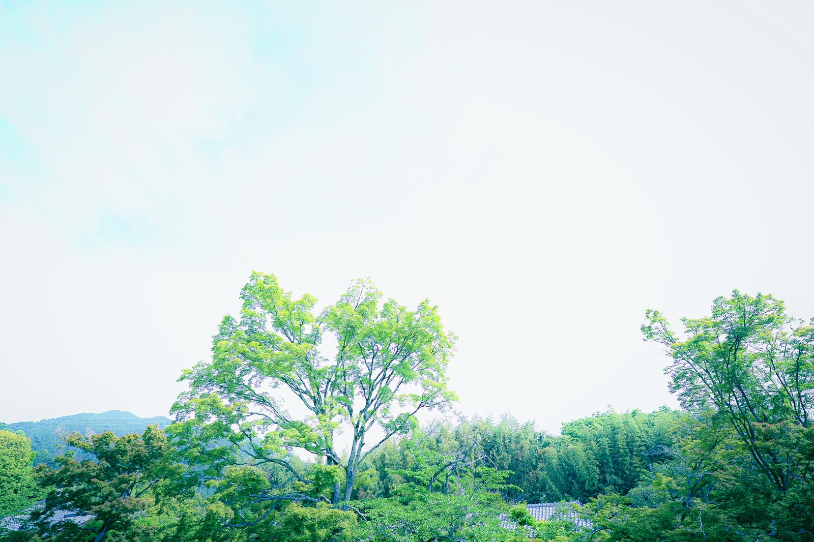 初夏の新緑の木々と青空を見上げた風景