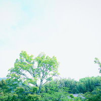 初夏の新緑と青空を見上げた風景の写真