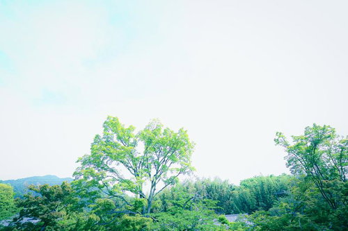 初夏の新緑と青空を見上げた風景