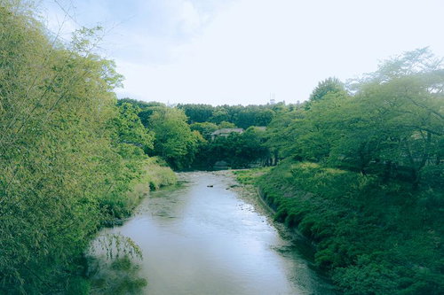 新緑の川沿い風景と両岸の緑