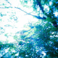 柔らかな光に包まれた青もみじの写真