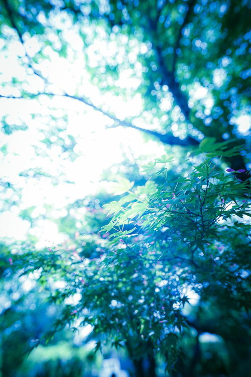 柔らかな光に包まれた青もみじ