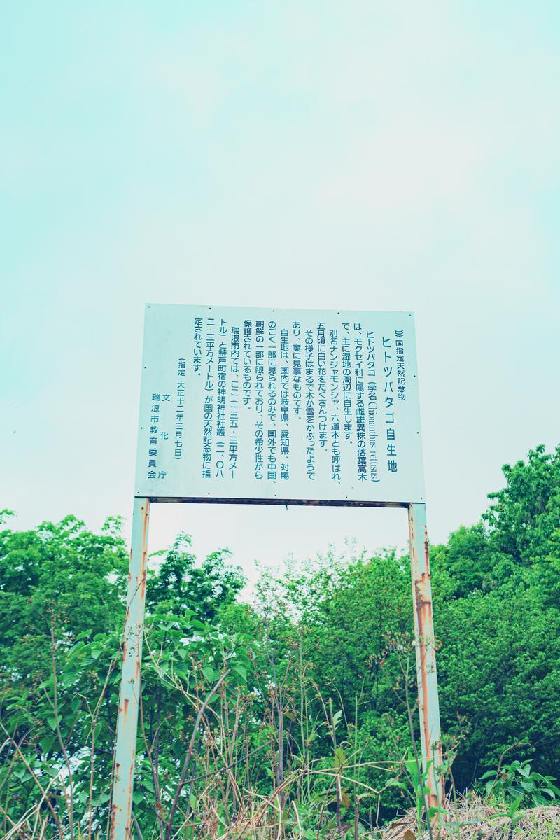 森の中に設置された瑞浪市ヒトツバタゴの白い説明看板