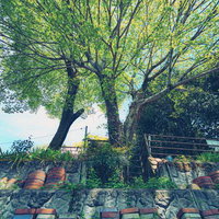 瀬戸市焼き物街道の新緑が茂る大樹と石垣の階段の写真