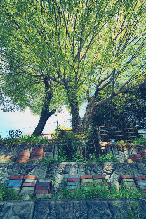 瀬戸市焼き物街道の新緑が茂る大樹と石垣の階段