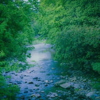 夏の森を流れる川と川底の石の写真