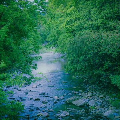 夏の森を流れる川と川底の石の写真