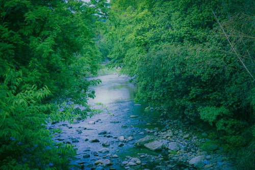 夏の森を流れる川と川底の石