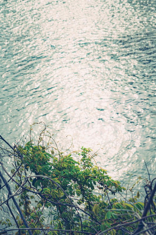 日差しに光る水面と緑の草木