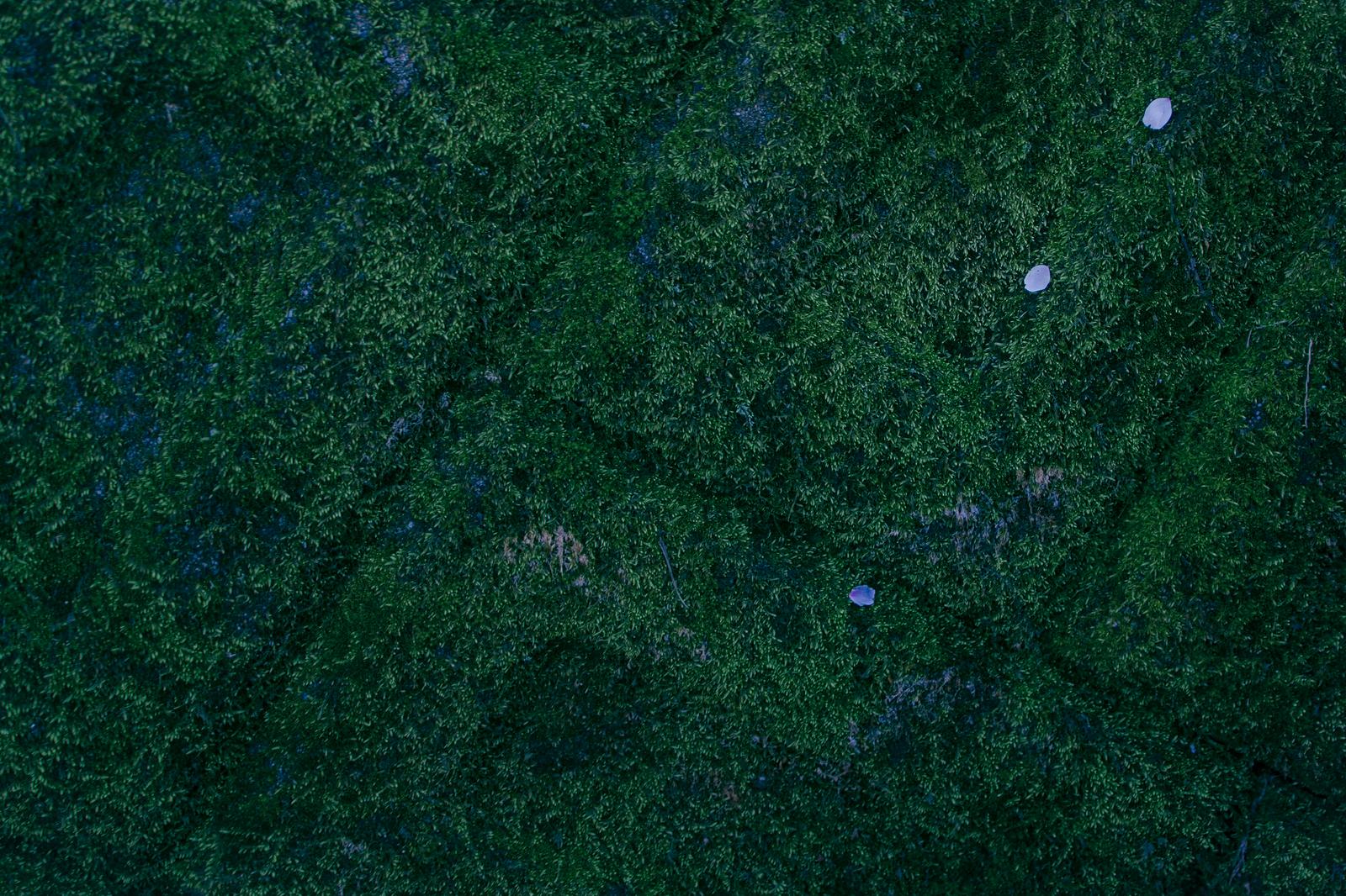 緑の苔地面に散らばる紫色の花びら数枚