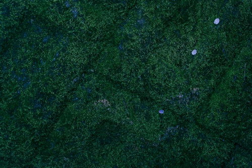 深い緑の苔に落ちた花びら