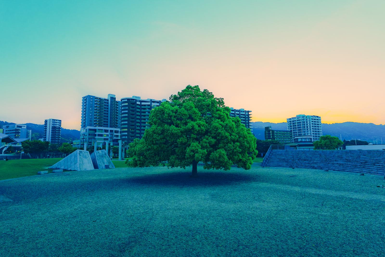 夕暮れ空を背景に立つ一本の大きな樹木と都市のビル群