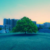 夕暮れ空を背景に都市ビル群と緑豊かな一本の大樹の写真