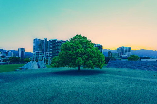 夕暮れ空を背景に都市ビル群と緑豊かな一本の大樹