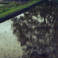 若い稲苗が植えられた水面に空を映す田植え直後の水田の写真