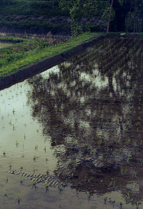 若い稲苗が植えられた水面に空を映す田植え直後の水田