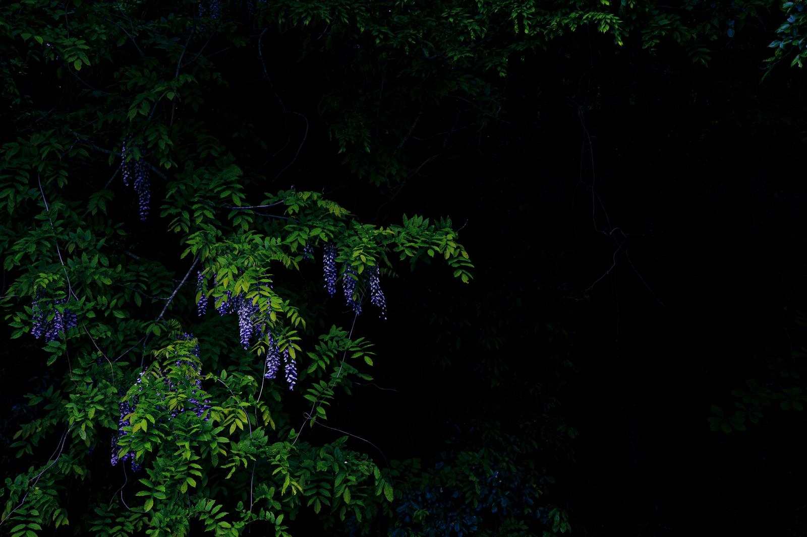 暗い背景に浮かび上がる淡紫色の藤の花房と緑の葉