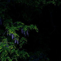 暗闇に浮かび上がる淡紫色の藤の花房と緑葉の写真