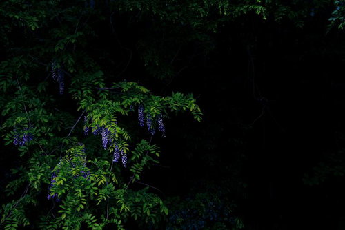 暗闇に浮かび上がる淡紫色の藤の花房と緑葉