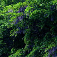 新緑の葉に囲まれて垂れ下がる紫色の藤の花房群の写真