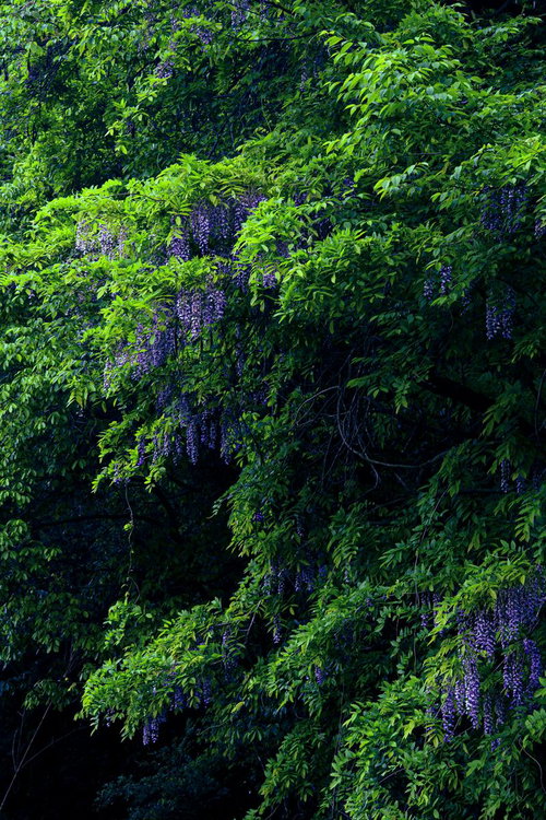 新緑の葉に囲まれて垂れ下がる紫色の藤の花房群
