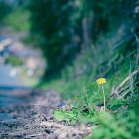 土の道端に一輪だけ咲く黄色いたんぽぽの花の写真