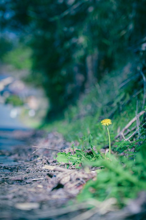 土の道端に一輪だけ咲く黄色いたんぽぽの花