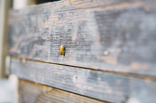 木製養蜂箱の表面に止まる一匹のミツバチ