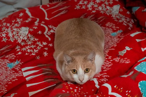 布団の上で香箱座りをするツチネコ