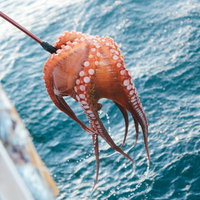 寺社の手水舎と石造りの手水鉢の写真