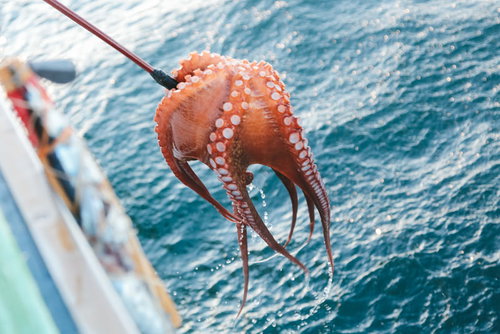 寺社の手水舎と石造りの手水鉢