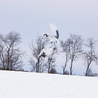 雪原で飛びかかり喧嘩する2羽のタンチョウの写真