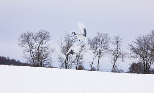雪原で飛びかかり喧嘩する2羽のタンチョウ