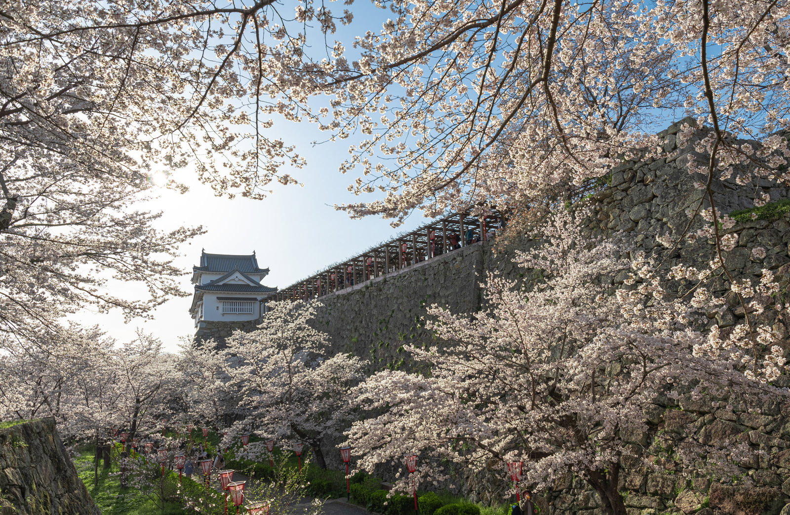 津山城跡の満開の桜の枝越しに見える備中櫓と石垣