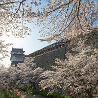 満開の桜が彩る津山城跡の備中櫓と春の城址風景の写真