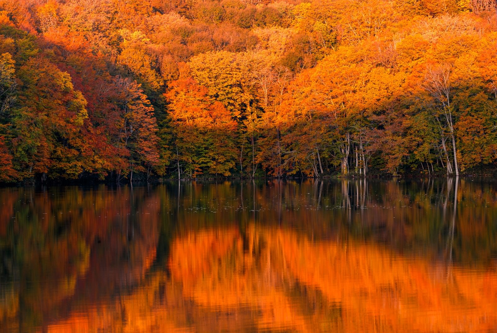 紅葉と黄葉に囲まれた蔦沼の水面に朝日が映る風景