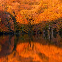 紅葉と黄葉に染まる蔦沼の日の出風景の写真