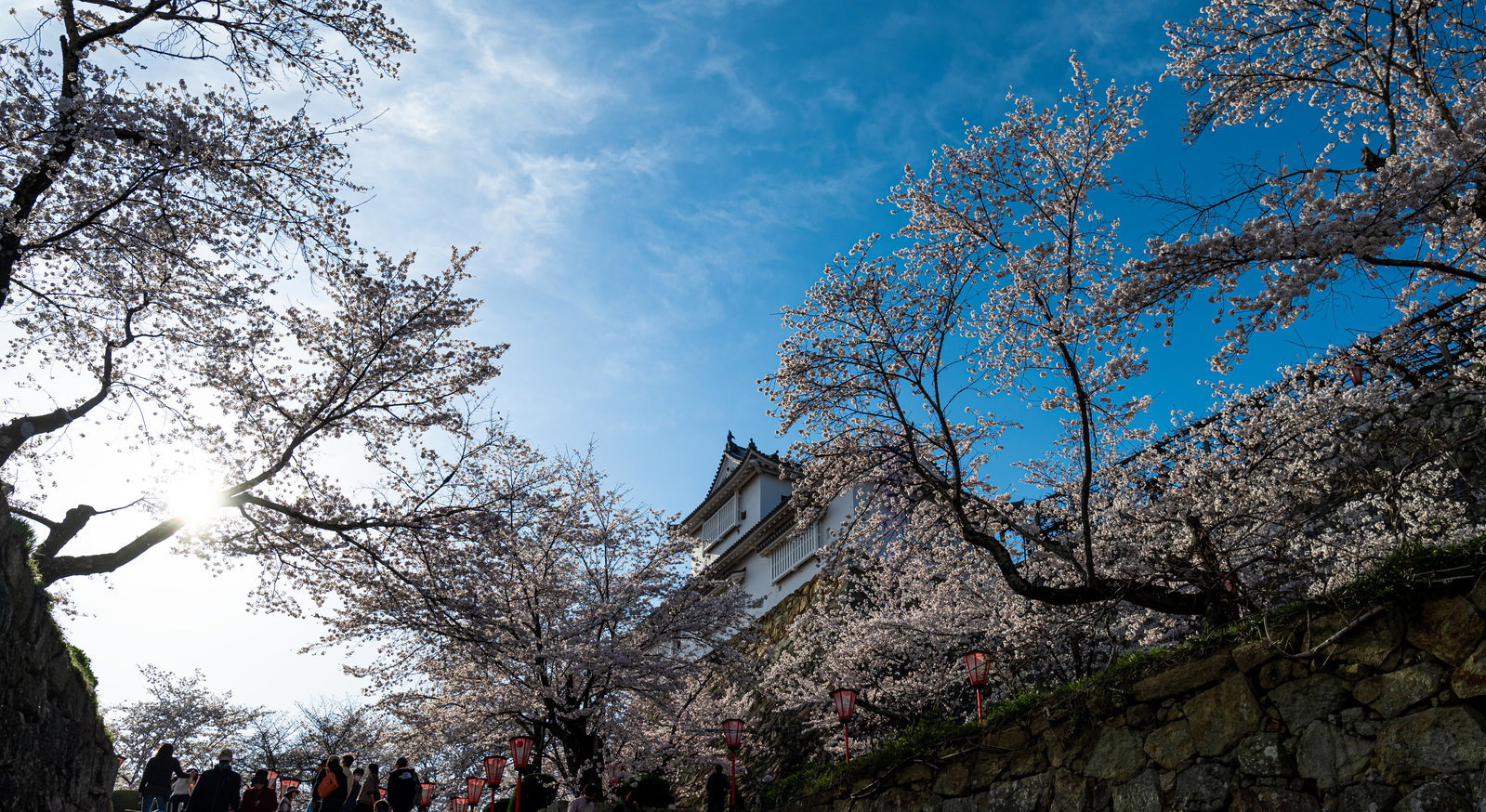 津山城跡の備中櫓を囲む満開の桜と花見客が集まる春景色