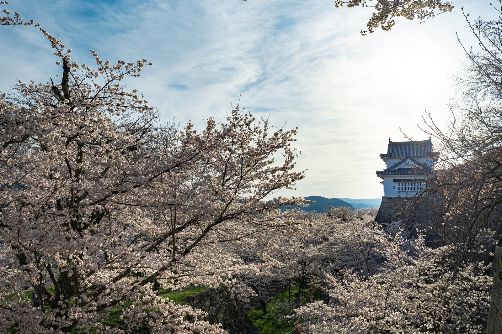 津山城の背景に白く咲く桜の木々が両側に並ぶ春の景色