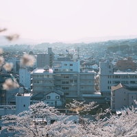 津山城から見下ろす満開の桜と津山市街の春景色の写真