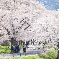 津山城の鶴山公園で満開に咲く桜並木と参拝客の写真