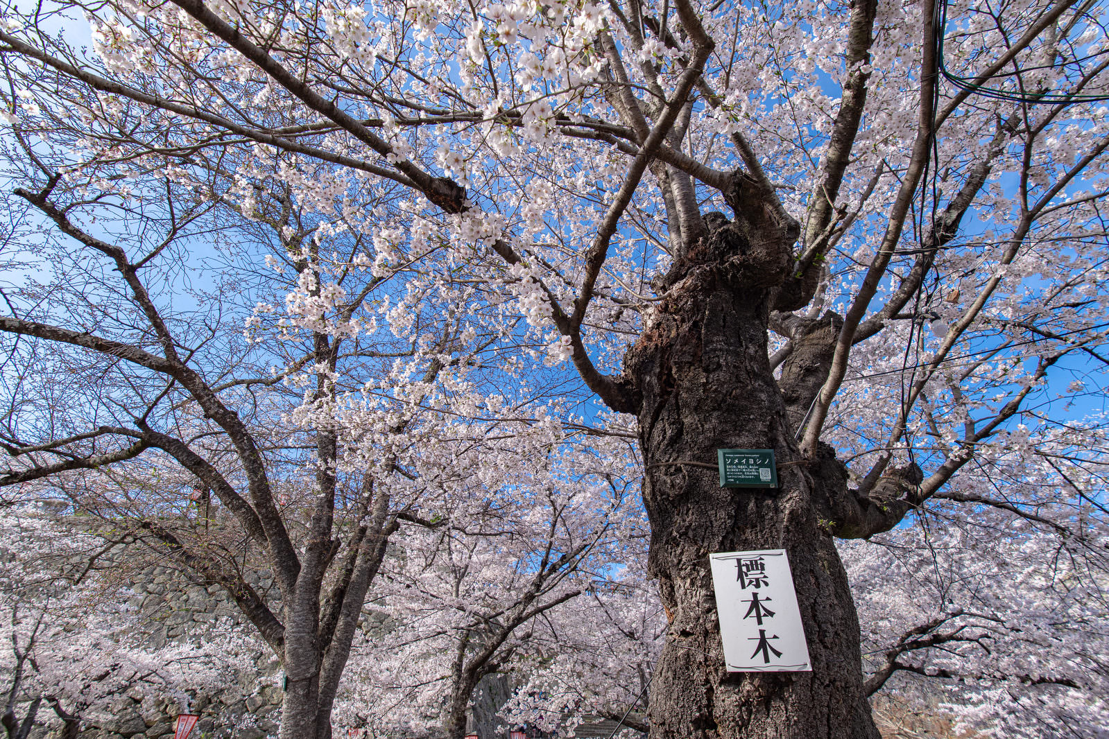 津山城鶴山公園の標本木の桜が満開に咲いている様子を下から見上げた写真
