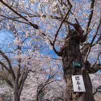 津山城（鶴山公園）さくらの開花を知らせる「標本木」の写真